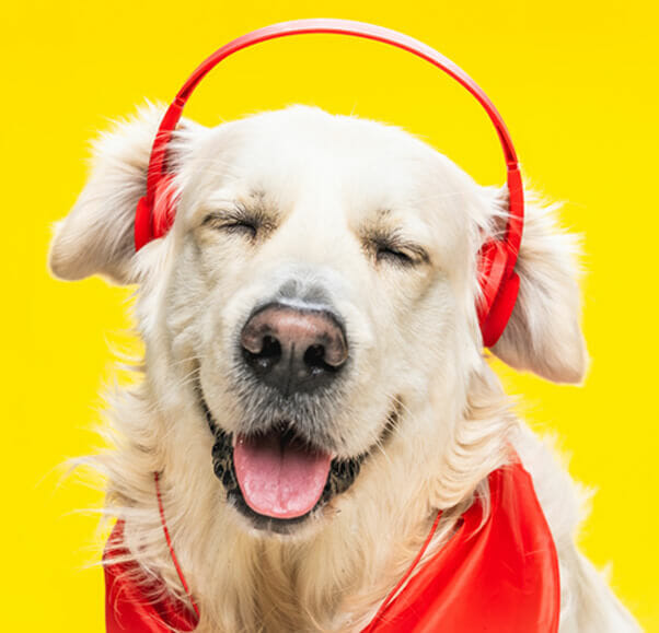 cute happy golden retriever in headphones and red CWTTQNV hrana i oprema za kucne ljubimce